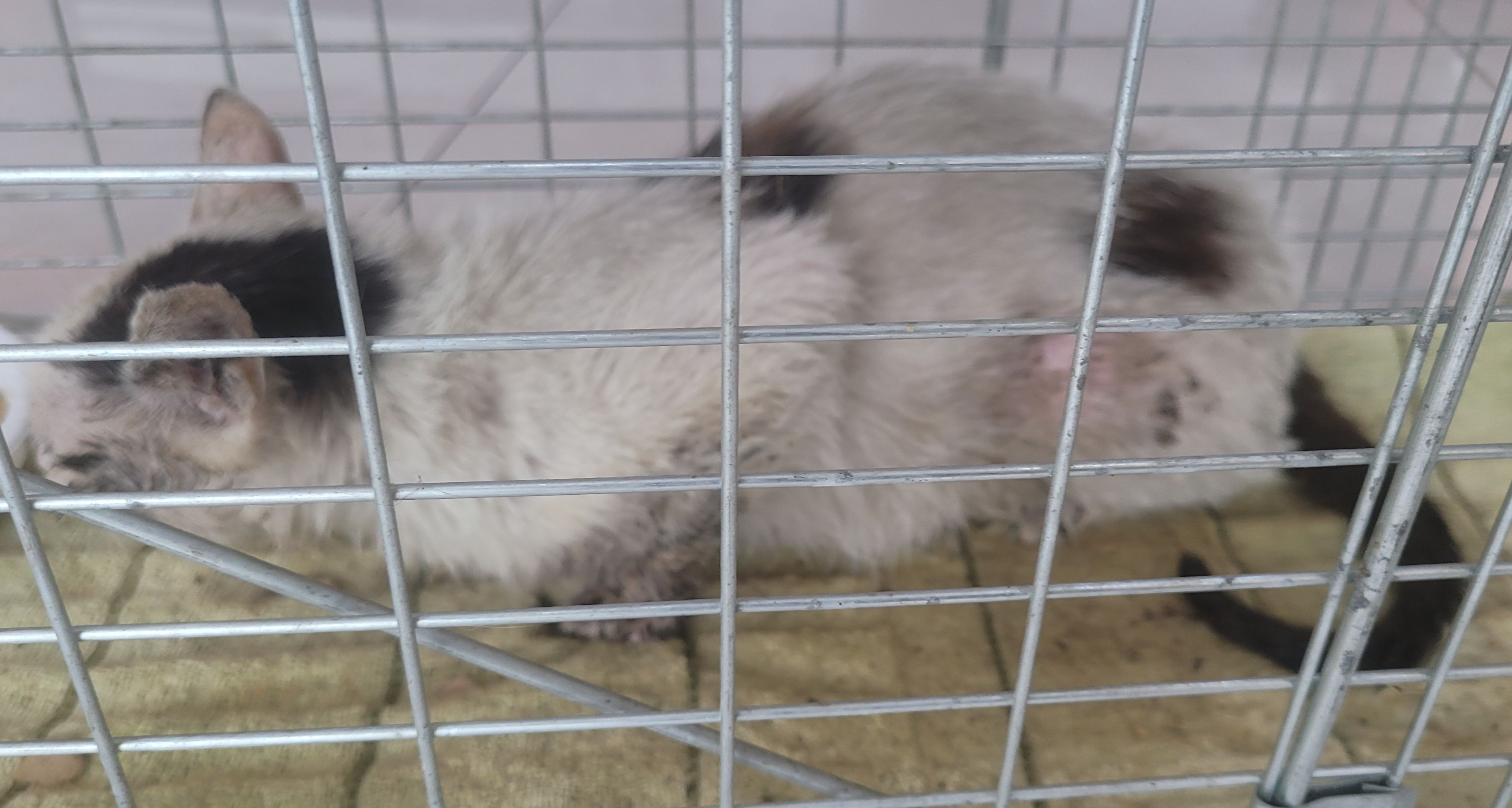 창녕 유기동물보호소_448541202301083